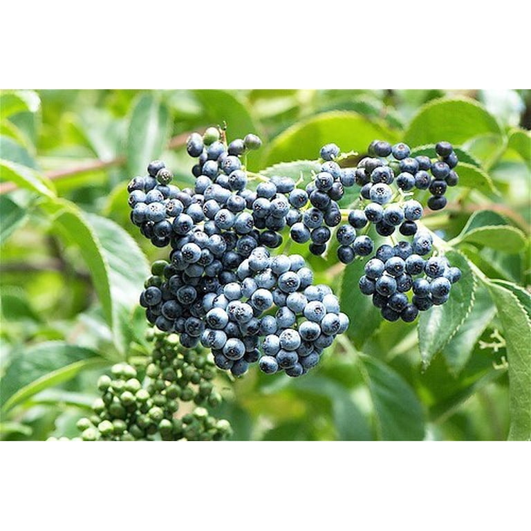 Arizona Grape Seeds