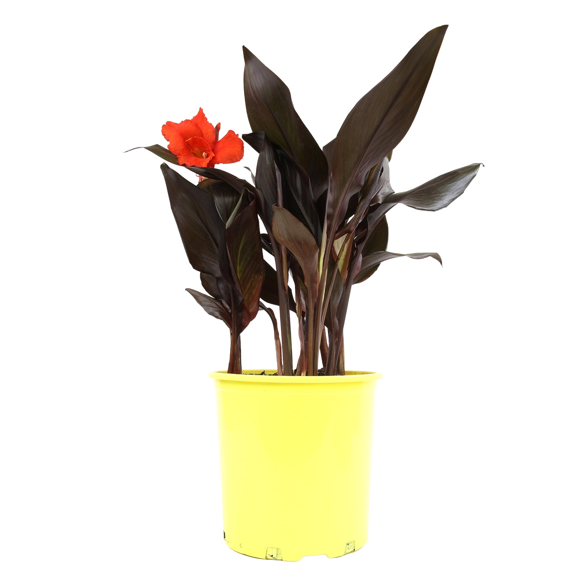 Altman Plants 'Lava Rock' Canna Lily | 4qt. Grow Pot; Full Sun | Flowering Perennial, Outdoor Plant