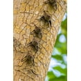 thumbnail image 2 of Jaynes Gallery 13x18 White Modern Wood Framed Museum Art Print Titled - Caribbean-Trinidad-Caroni Swamp Bats lined up on tree, 2 of 4