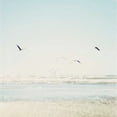 thumbnail image 2 of Susannah Tucker Photography 20x20 White Modern Wood Framed Museum Art Print Titled - Faded Flight, 2 of 4