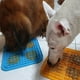 thumbnail image 4 of Una herramienta de entrenamiento de juguetes de caja para reducir la ansiedad y un dispensador de refrigerios para perros para el entrenamiento del comportamiento de las mascotas contra el SIDA MFZFUKR CPB-US-YY1084-2, 4 of 5