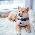 thumbnail image 4 of BKER Reflective Pet Collar With Adjustable Black Nylon Dog/Cat Collar Night Strap With Hook & Loop Closure, 4 of 4