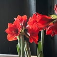 thumbnail image 2 of Red Lion Amaryllis Grow Kit in Gold Ceramic Pot, 2 of 2