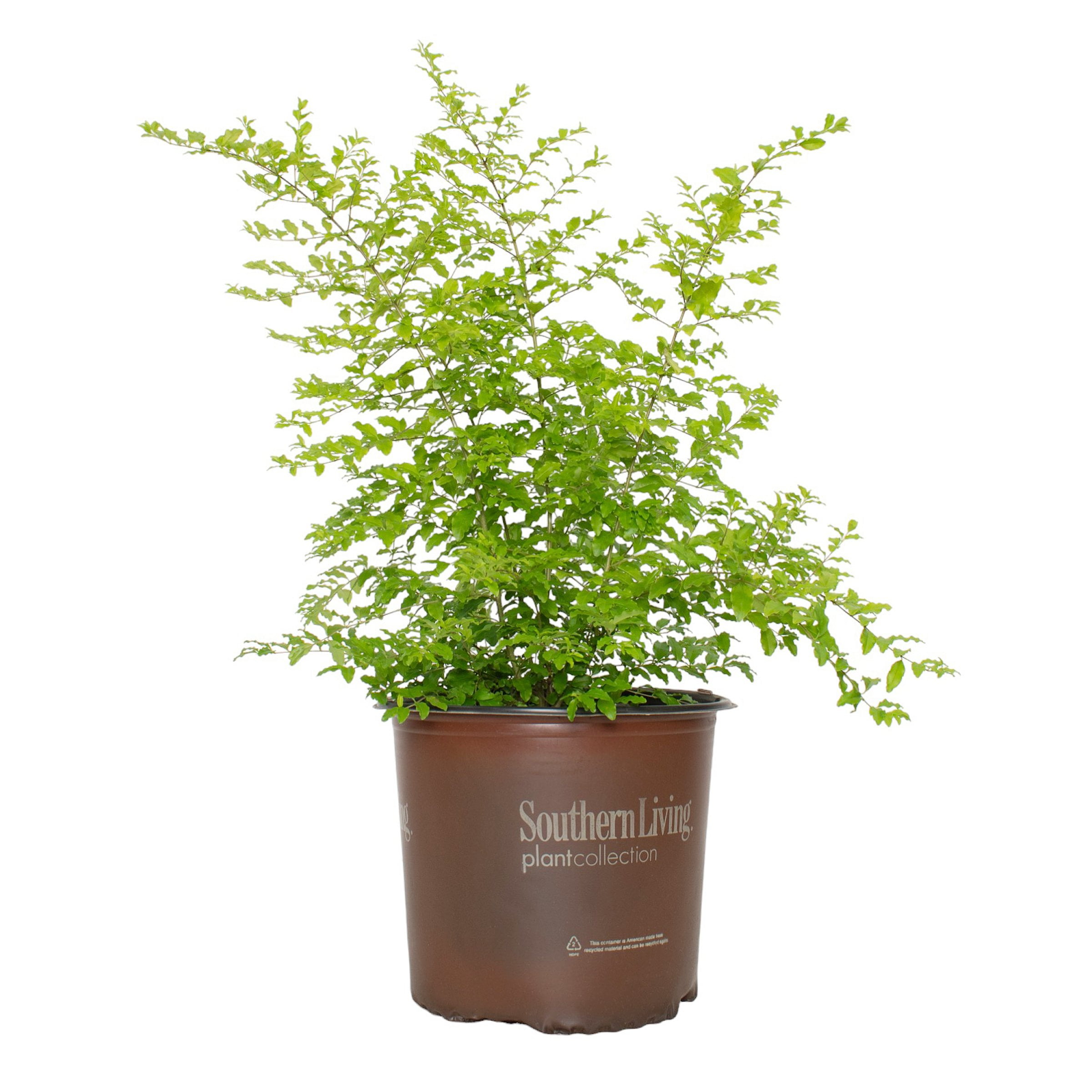 3 gal. Sunshine Ligustrum Shrub - Walmart.com