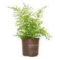 thumbnail image 2 of 3 gal. Sunshine Ligustrum Shrub, 2 of 12