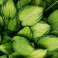 thumbnail image 3 of Expert Gardener Guacamole Hosta (2.5 Quart) bright green foliage and white blooms - part sun to shade live plant, 3 of 7