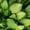 Guacamole, variant on Expert Gardener Patriot Hosta (2.5 Quart) Is A Hosta Cultivar That Features Large, Variegated, Oval, Basal Leaves
