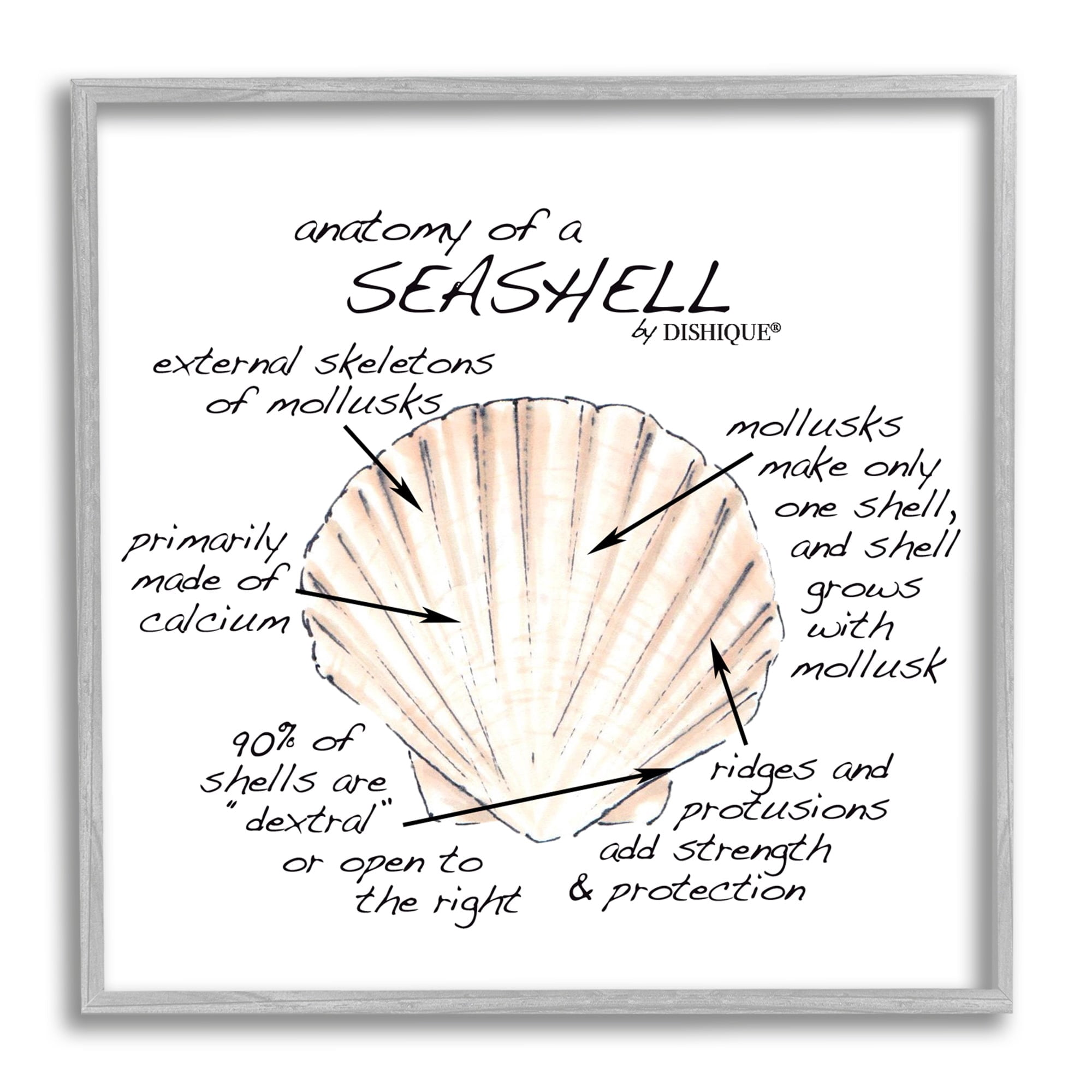 Stupell Industries Anatomy of Seashell Educational Marine Life Facts Chart Graphic Art Gray Framed Art Print Wall Art, Design by Dishique