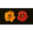 thumbnail image 2 of Vitaly Geyman 24x14 Gallery Wrapped Canvas Wall Art Titled - Nasturtiums Duet, 2 of 4