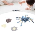 thumbnail image 3 of Ciclo de Crecimiento de Las Arañas, Ciclo de Vida de Araña Ciclo de Crecimiento Ciclo de Crecimiento 4 PPCS Modelo de Insectos Juguetes para el Hogar para la Escuela para Niña, 3 of 7