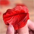 thumbnail image 5 of 5000/100 piezas de pétalos de rosa artificiales de imitación de colores rojos, pétalos de rosa de seda para el día de San Valentín, bodas, fiestas, decoración romántica, 5 of 5
