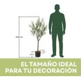 thumbnail image 2 of Blackbox Árbol de Olivo Artificial Pequeño 120 CM Premium con Aceitunas Decorativas, Tronco de Apariencia Natural, Decoración para Sala, Oficina y Hogar, 2 of 6