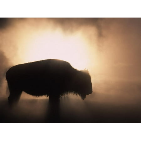 Young Bison, Getting Warmth from Steaming Geyser, Yellowstone, USA Print Wall Art By Pete (Best Way To Get To Yellowstone)