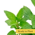 thumbnail image 2 of 4 Peppermint Plants – Fragrant Edible Perennial Herb for Fresh Tea, Cooking & Easy Growing in Containers, Herb Gardens & Outdoors (Mentha piperita L.) in 3.5” Cubes, Live Plants, 2 of 9