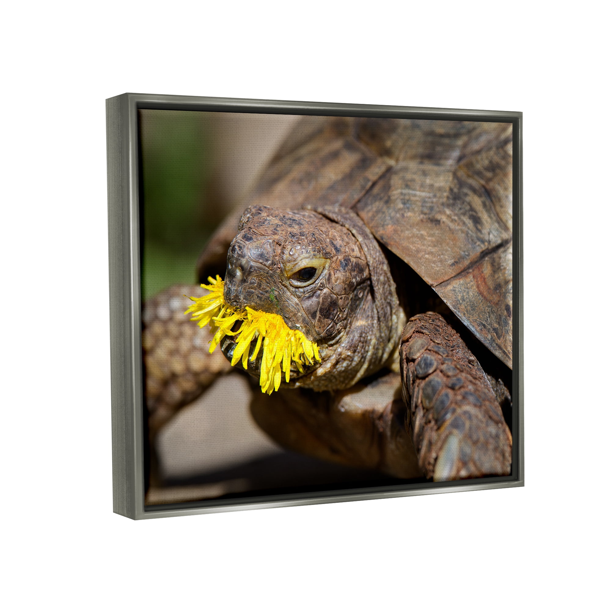 Stupell Industries Turtle Eating Dandelion Animals & Insects Photography Gray Floater Framed Canvas Art Print Wall Art, 31 x 25
