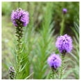 thumbnail image 1 of Everwilde Farms - 1 lb Pinkscale Blazing Star Native Wildflower Seeds - Gold Vault Bulk Seed Packet, 1 of 2