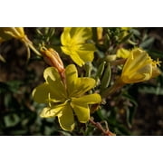 Plant Good Seed Large Flowered / Magic Evening Primrose Seed Packet Perennial Yellow Flower Full Sun
