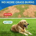 thumbnail image 3 of BARK&SPARK All-Natural Grass Burn Spot Chews for Dogs - Pee Lawn Spot Saver - Grass Restore Treats - Dog Urine Neutralizer Solution for Grass Burn Spots - Made in USA - 120 Chews, 3 of 8