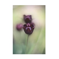 Trademark Fine Art tonnie van marwijk Projectorlens photo Canvas Wall Art