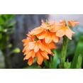 thumbnail image 5 of Seedville 10 Orange Marmalade Crossandra Flower Seed, 5 of 11
