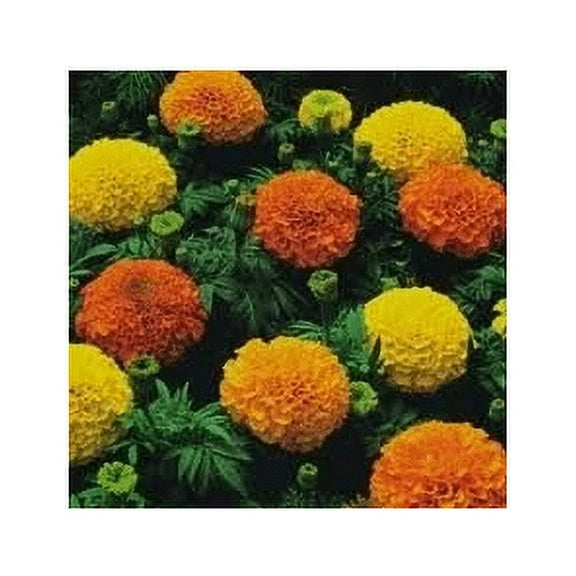 Marigold Cracker Jack Nice Garden Flower by Seed Kingdom Bulk 1 Lb Seeds
