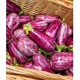 thumbnail image 5 of TomorrowSeeds - Pandora Striped Rose Eggplant Seeds - 200+ Count - For 2026 Planting Purple And, 5 of 8