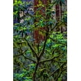 thumbnail image 2 of Restuccia, Joe III 11x14 Gold Ornate Wood Framed with Double Matting Museum Art Print Titled - California-USA-Jedediah Smith Redwoods State Park-Redwoods National Park, 2 of 4