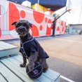 thumbnail image 3 of Pawty Animals Toronto Barkers, 3 of 4