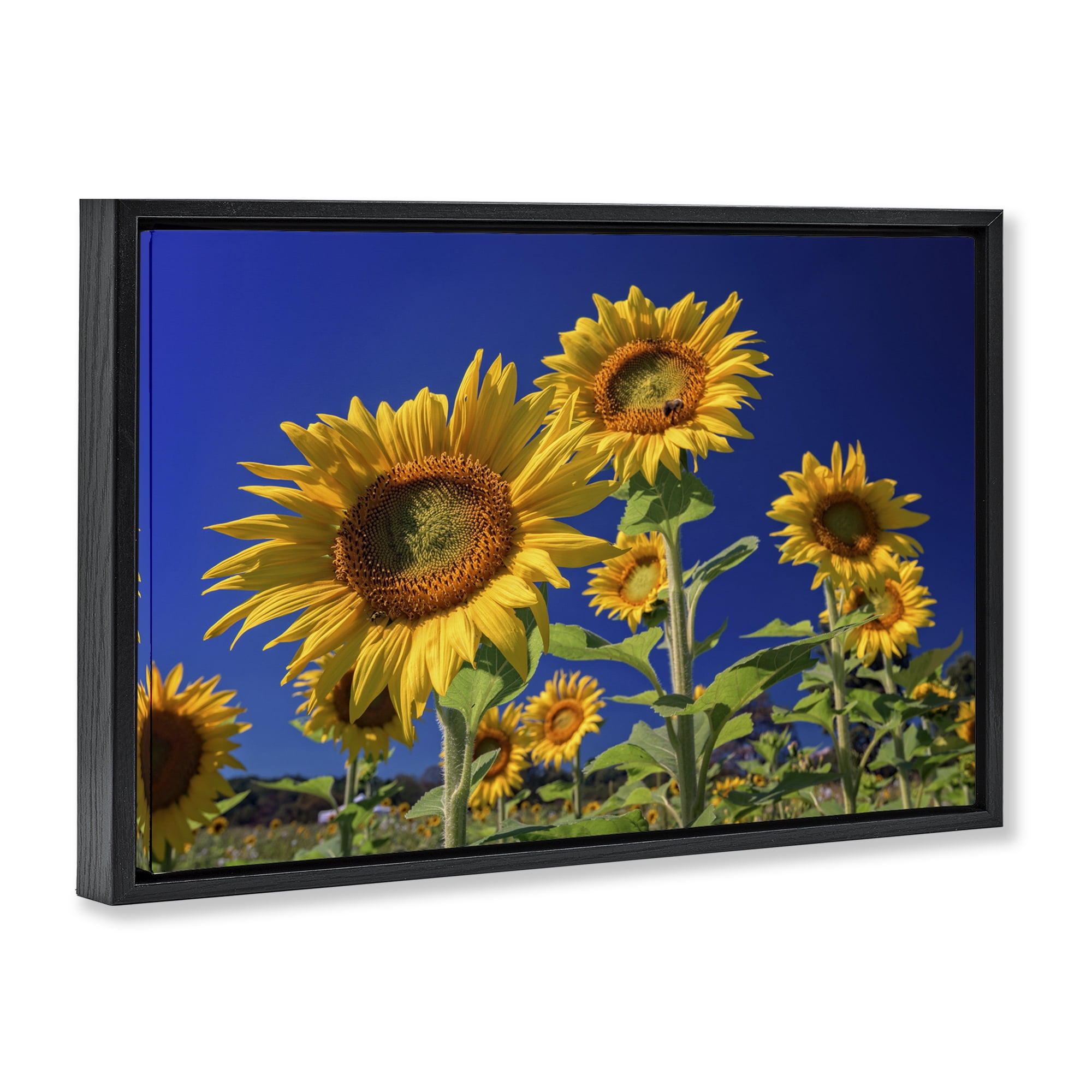 Stupell Industries Bright Sunflowers with Blue Sky Plants & Flowers Photography Black Floater Framed Canvas Art Print Wall Art, 25 x 17