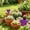 Purple-PP-clearacne, variant on tumgatte 100Pcs Heart Shaped Plastic Garden Markers 3.3 Inch Waterproof Reusable Plants Labels Tags for Potted Herbs Flowers Vegetables Indoor Outdoor