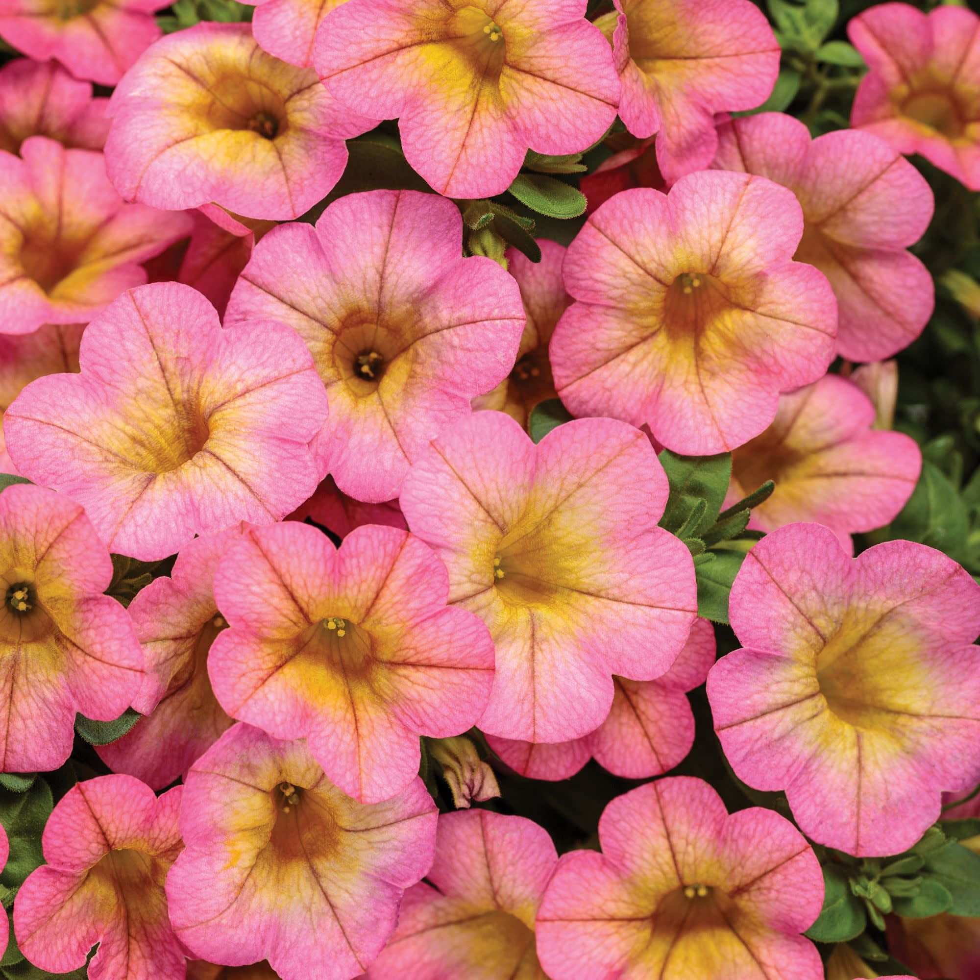 Proven Winners 4" Pink Superbells Honeyberry Calibrachoa Live Plant in 4.25" Pot (4 Count)