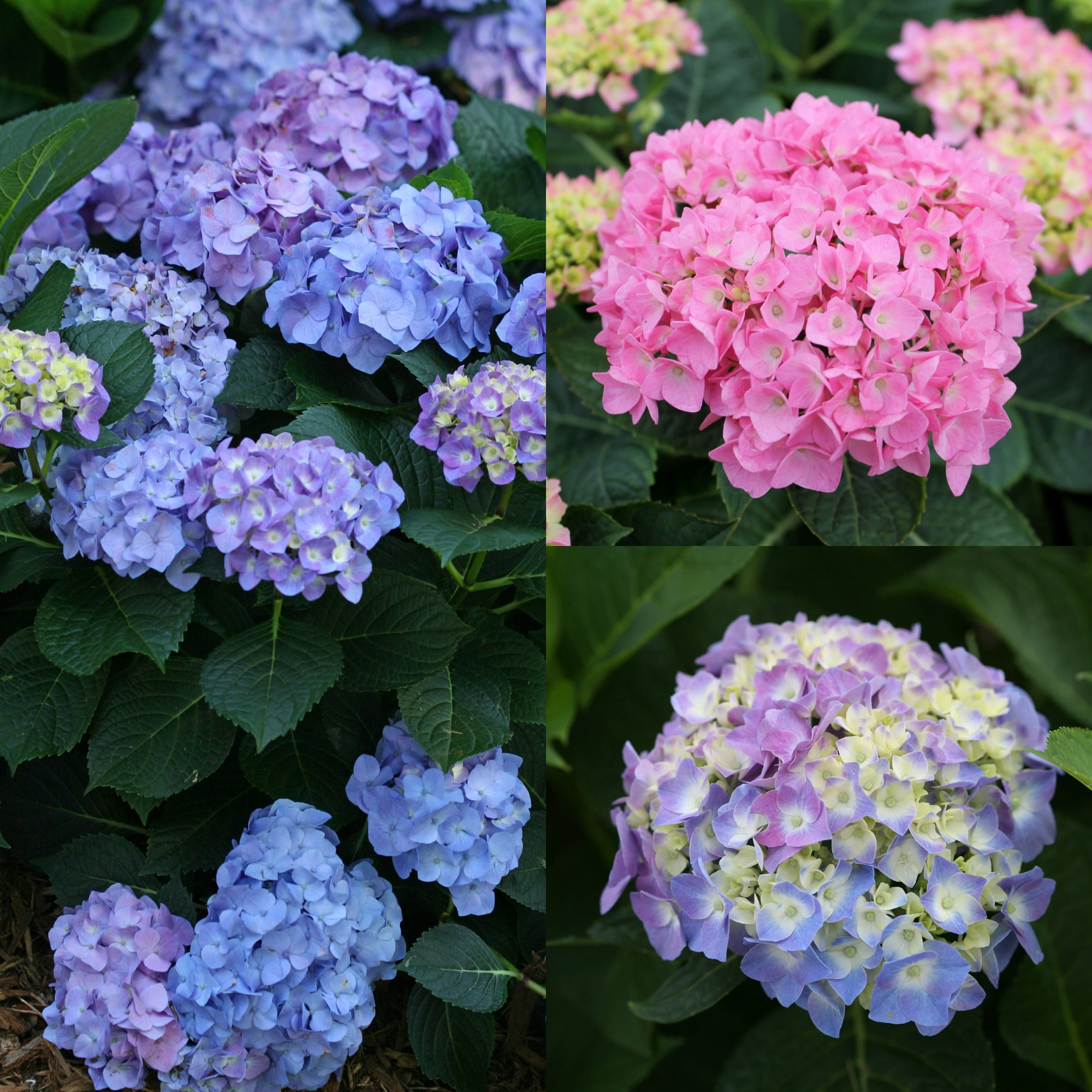 Proven Winners ColorChoice 6" Multicolor Let's Dance Blue Jangles Reblooming Hydrangea Live Plant in 7.5" Pot
