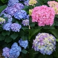 thumbnail image 5 of Proven Winners ColorChoice 6" Multicolor Let's Dance Blue Jangles Reblooming Hydrangea Live Plant in 7.5" Pot, 5 of 8