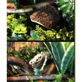 thumbnail image 3 of 10 Varios Diseños de Formas Únicas Decoración Resina para Tortuga Serpiente Escondites Fondo de Terrario Hábitat 8 Yinane Adorno de Vivarium, 3 of 8