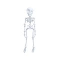 thumbnail image 2 of Halloween Skeleton Decorations 6 Inch White 3D Printed Skeleton Action Figure Refrigerator Cute Halloween Decor for Kitchen Home Party 1 Pack, 2 of 8