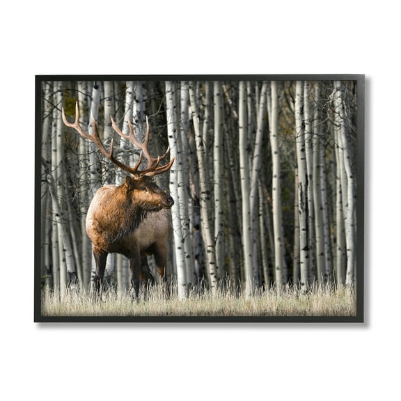 Stupell Industries Elk Looming Out Birch Trees Animal Forest Photograph,30 x 24, Design by Danita Delimont