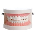 thumbnail image 1 of Dental Study Teaching Teeth Model Oral Care Tooth Education Dentist Equipment, 1 of 5