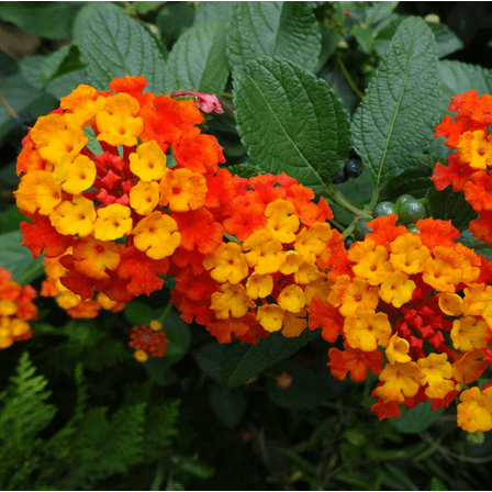 Set 2 Lantana Dallas Red Plants Live for Planting, Lantana Plants Perennial Flowering Plants for Outdoor Gardens 4 to 6 Inches Tall - Dormant in Winter