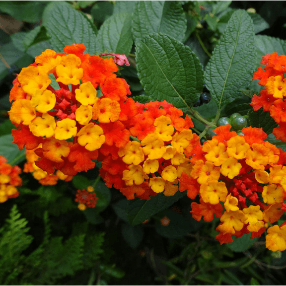 Set 2 Lantana Dallas Red Plants Live for Planting, Lantana Plants Perennial Flowering Plants for Outdoor Gardens 4 to 6 Inches Tall - Dormant in Winter