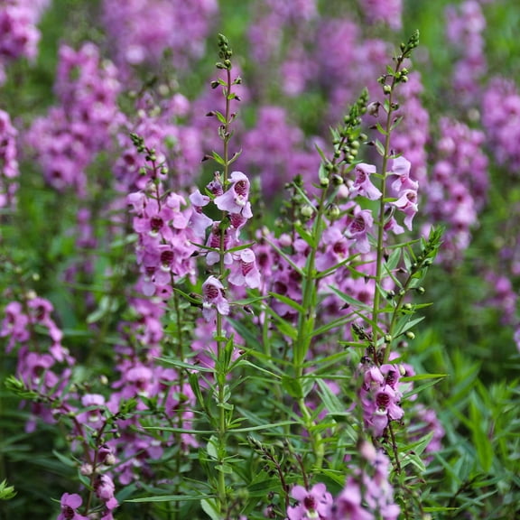 Angelonia Flower Garden Seeds - Serena Purple - 100 Seeds - Pelleted - Annual Flower Gardening - Angelonia angustifolia
