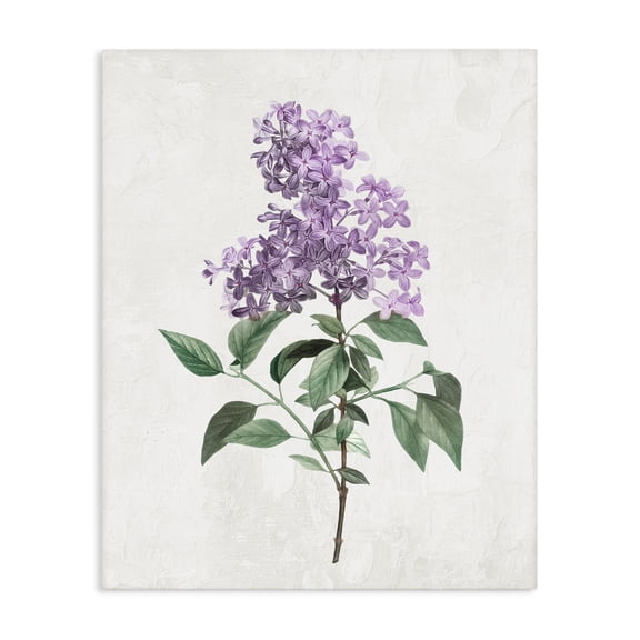 Stupell Industries Transitional Lilac Herb Blossoms Canvas Art, 16 x 20, by Kim Allen
