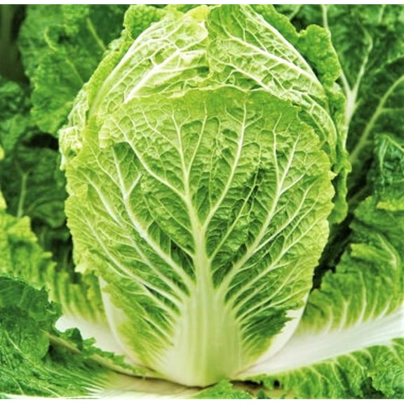 TomorrowSeeds - Matsushima Chinese Napa Cabbage Seeds - 1000  Count - For 2026 Planting USA Grown