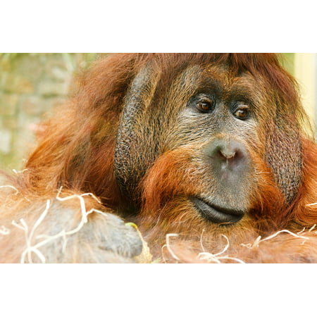 Canvas Print Hair Animal Face Ape Hairy Male Jungle Adult Stretched Canvas 10 x (Best Face To Face App)