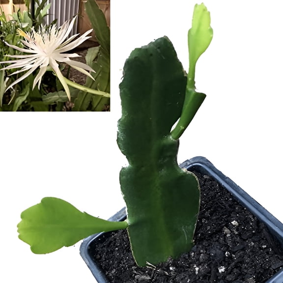 Queen of the Night Plant, (Epiphyllum oxypetalum) 2.5 inch pot