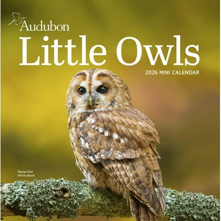 Audubon Little Owls Mini Wall Calendar 2026: A Year of Fluffy and Round Owls, (Paperback)