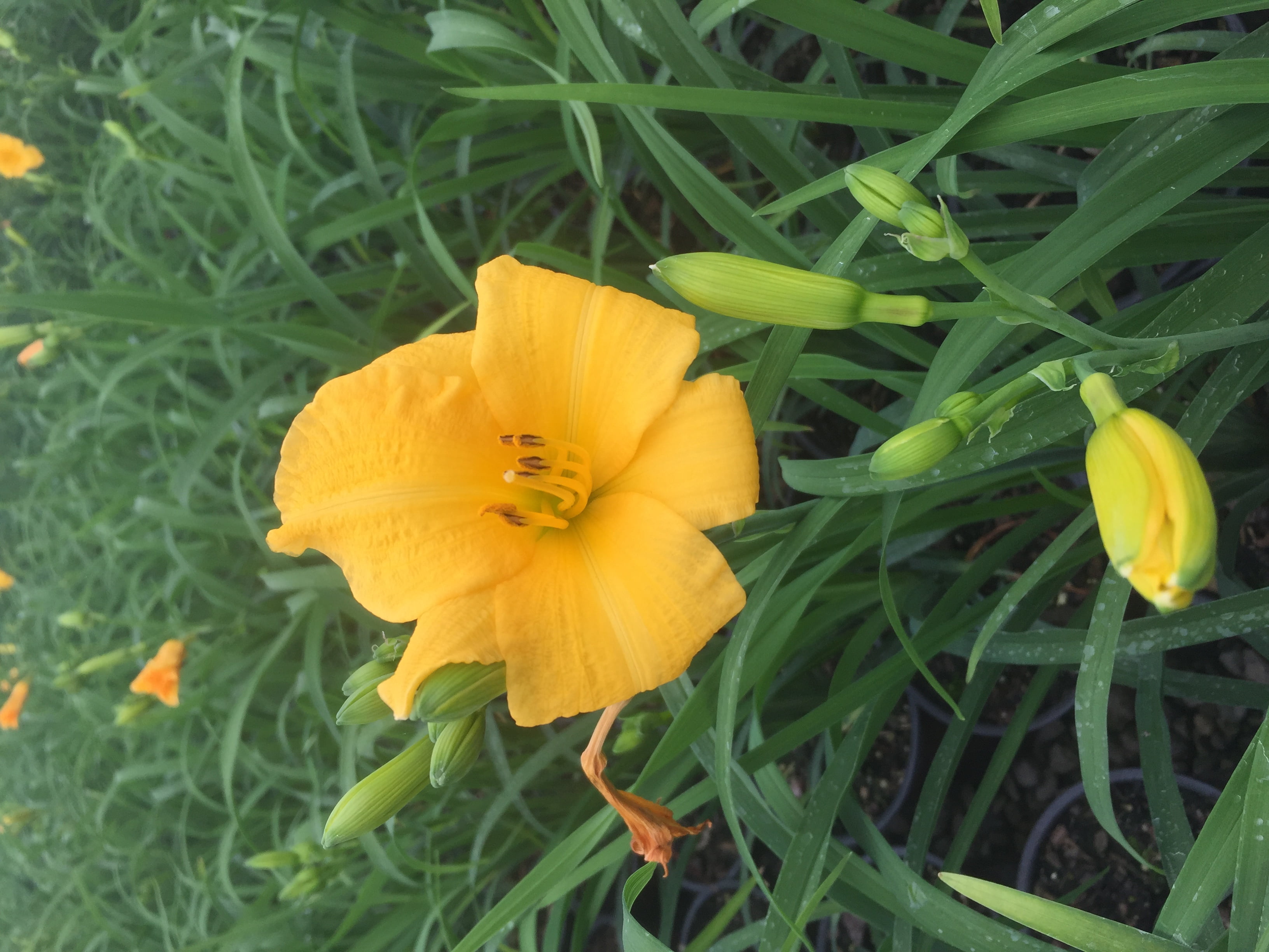 Southern Living Plants Evergreen Stella Daylily Sun Perennial 2.5 Qt