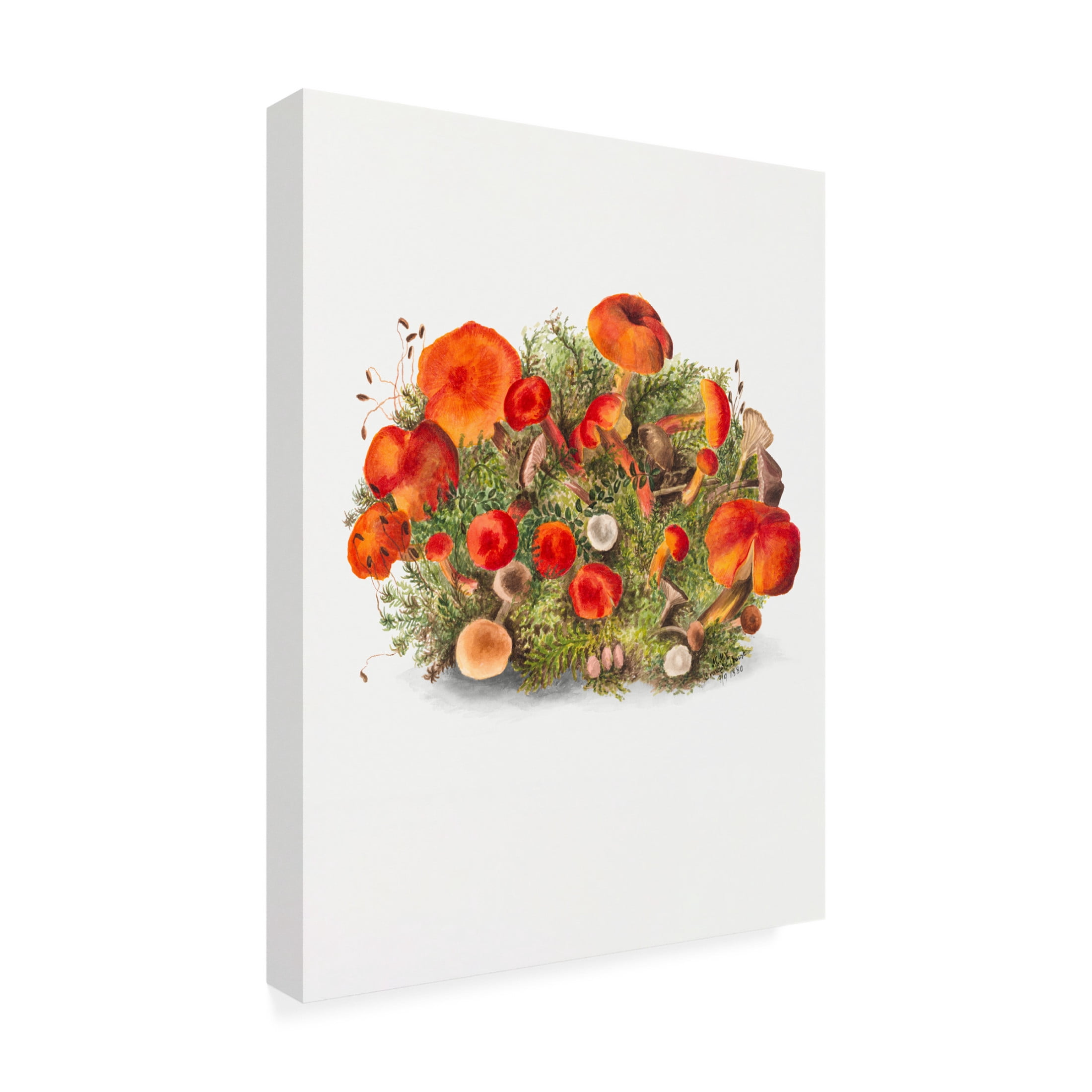 Trademark Fine Art Pictufy  Study of Mushrooms 1880 Portrait Mode Canvas Wall Art
