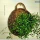 thumbnail image 3 of Cesta de flores para colgar en la pared Maceta para colgar en la pared Cesta colgante de ratán tejido a mano con forma de nido de pájaro Cesta tejida a mano estilo pastoral para colgar en la pared, 3 of 5