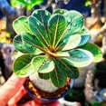 thumbnail image 4 of Desert Rose, Low Maintenance - Easy Grow - Ideal for Beds Borders, Plant Pots & Planters, 4 of 4