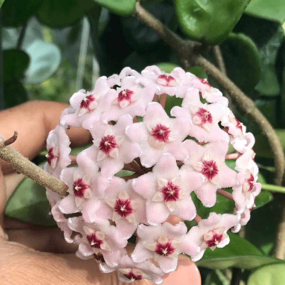 Hoya Krinkle Carnosa Plant Live, Hoya Plant Live Indoor Outdoor, Hoya Plant 4 Inc Pot Bareroot for Planting
